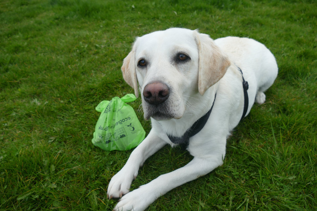 Compostable Dog Poop Bags, Strong and Certified