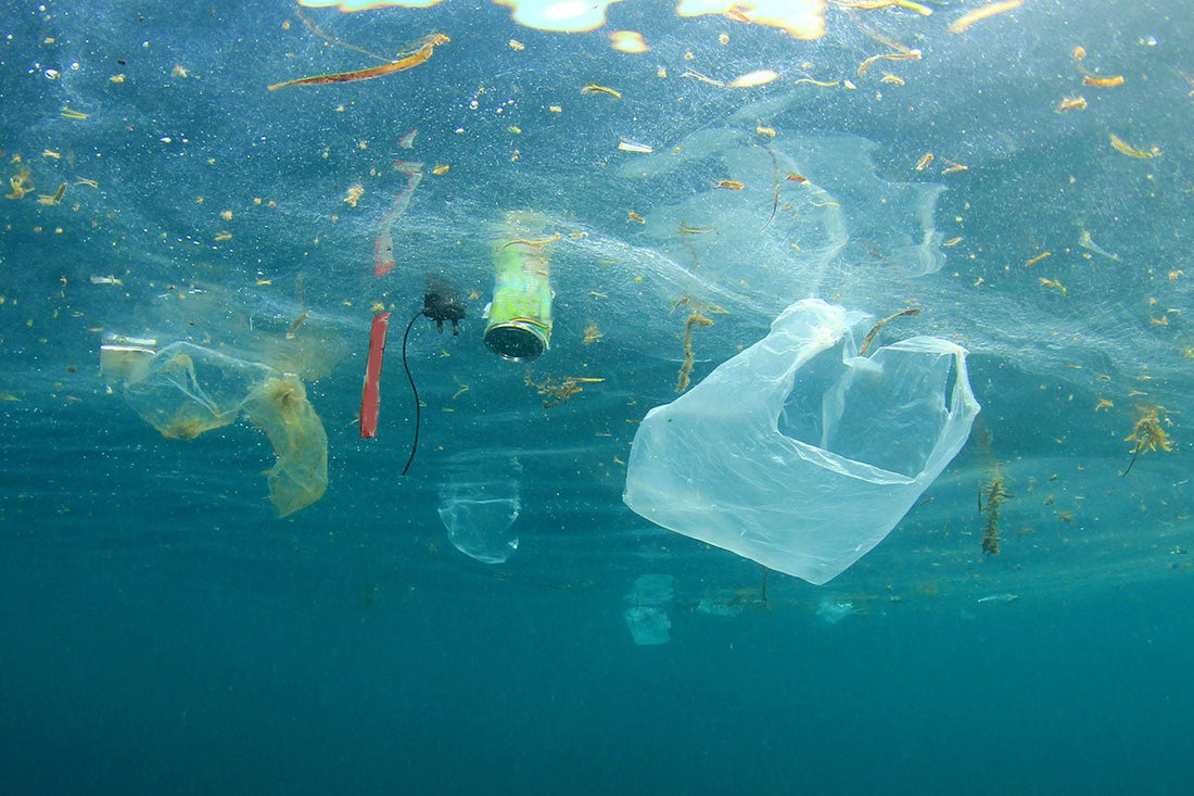 Study confirms BioBags disappear in natural environments - EcoGreenLiving
